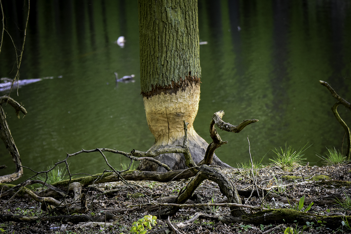 Na terenie rezerwatu zauważymy ślady działań bobrów (Fot. Przemysław Kozłowski)